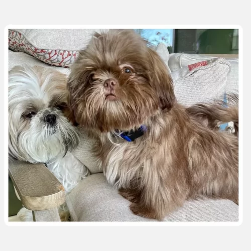 Top quality rare male liver Shih Tzu and gorgeous female gold and white Shih Tzu