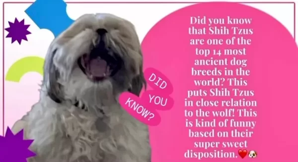Shih Tzu facts
