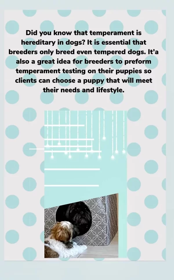 Shih Tzu facts
