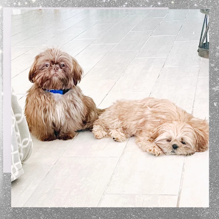 Shih Tzu Puppy Perfection How to choose the perfect Shih Tzu puppy.
