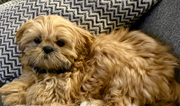 Shih Tzu dam in breeding program.
