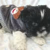 Black and white Shih Tzu puppy