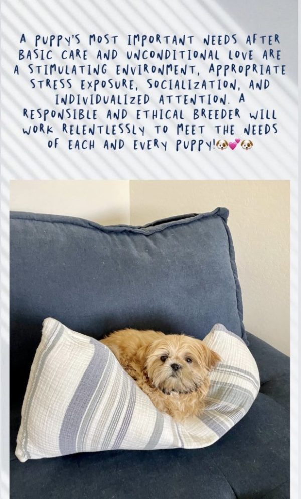A Puppy's Most Basic Needs