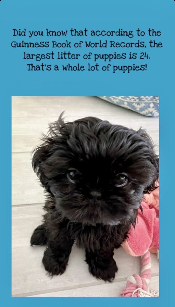 Puppy facts