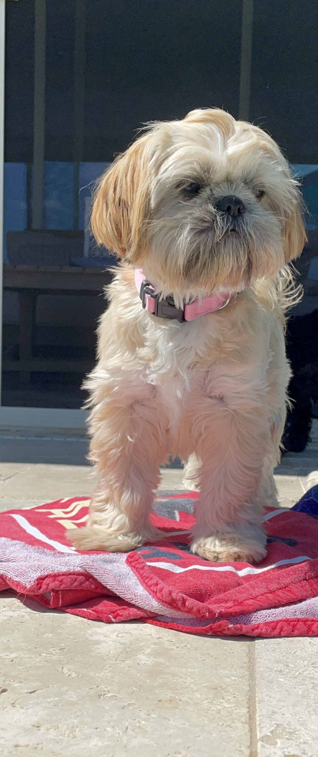 Summer themed puppy names arizona sunrise shih tzus poos