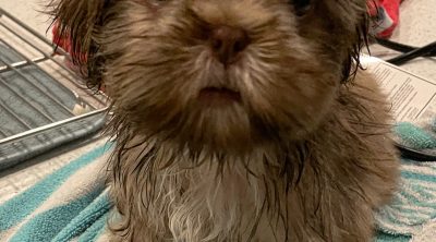 Shih Tzu puppy getting a bath