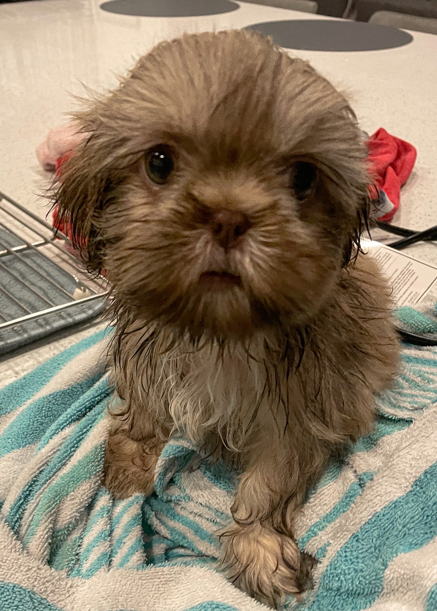Shih Tzu puppy getting a bath