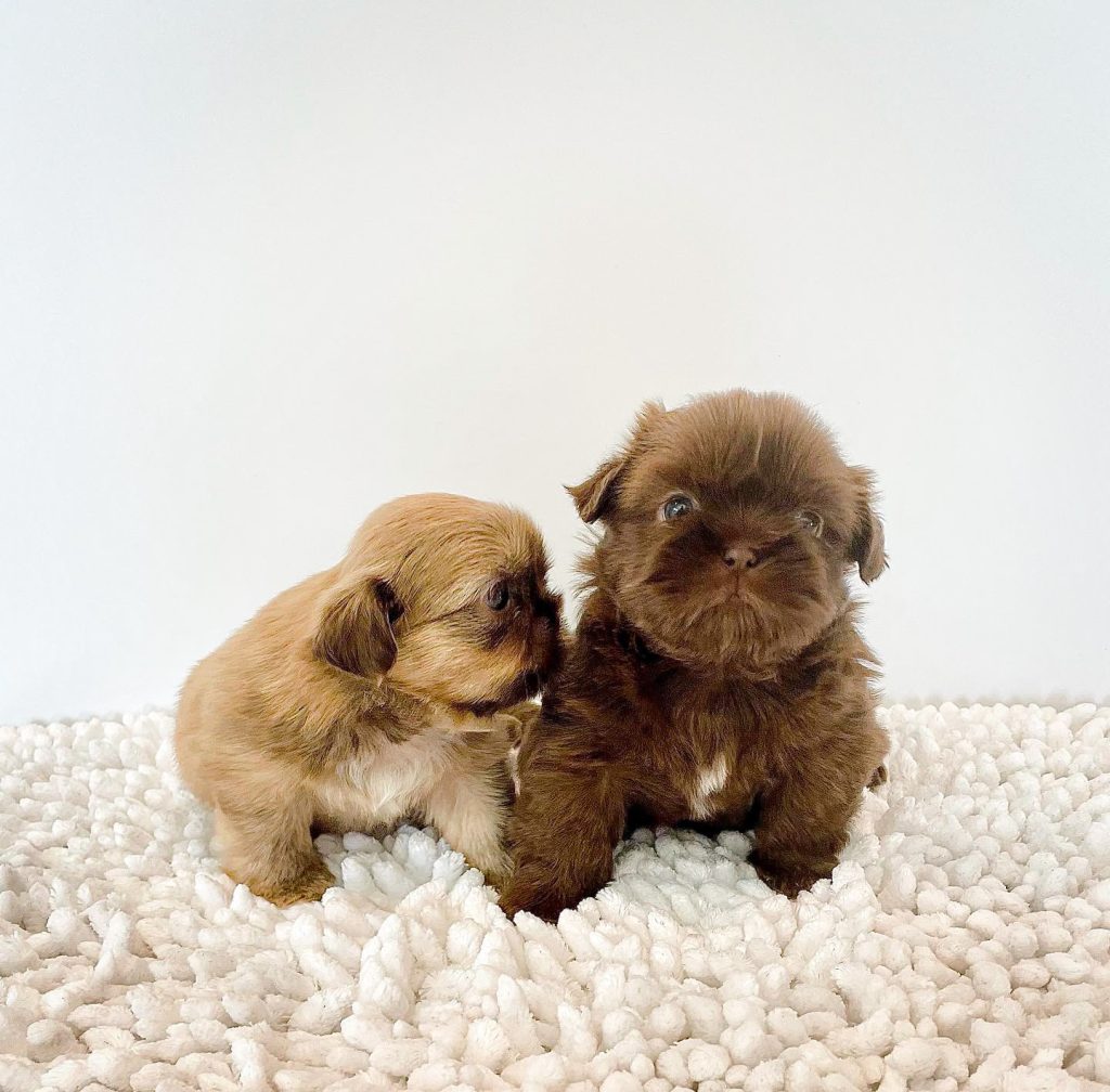 Two purebred liver Shih Tzu puppies for sale in my responsible breeding program on a white rug.