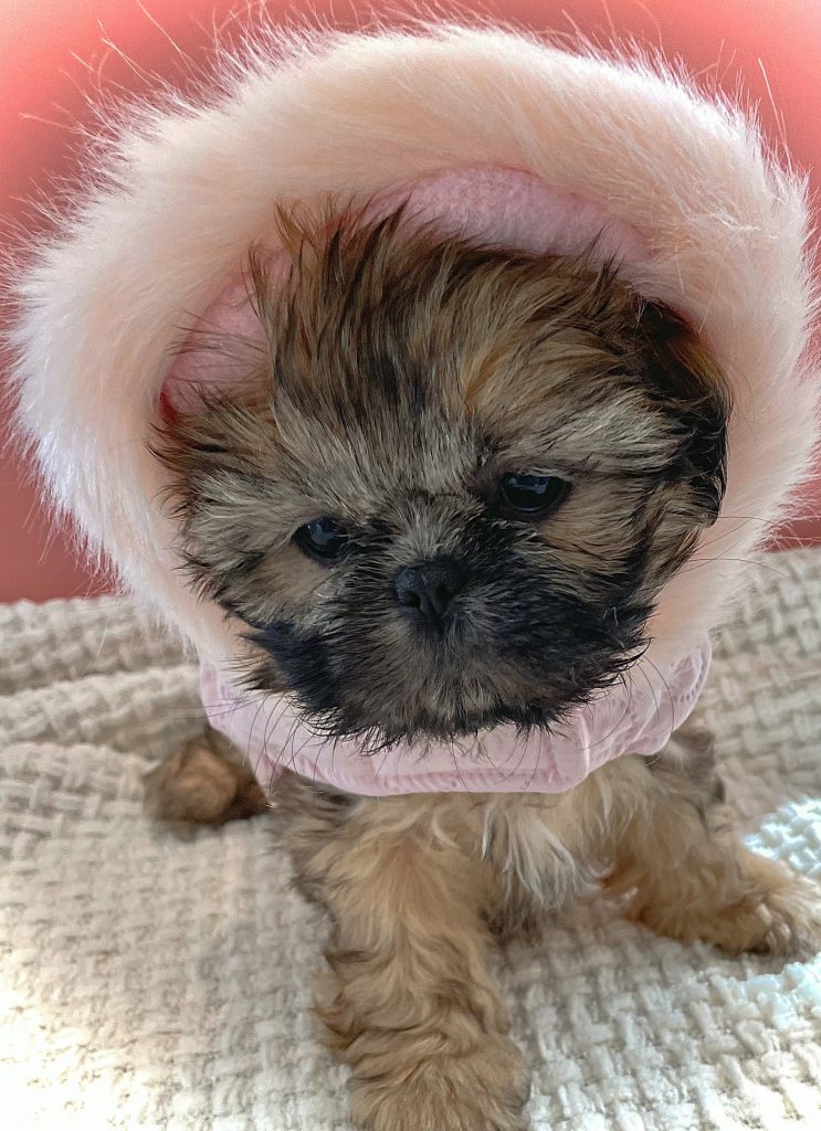 An available Shih Tzu puppy that has went through temperament Testing wearing a pink coat with a fuzzy hood.