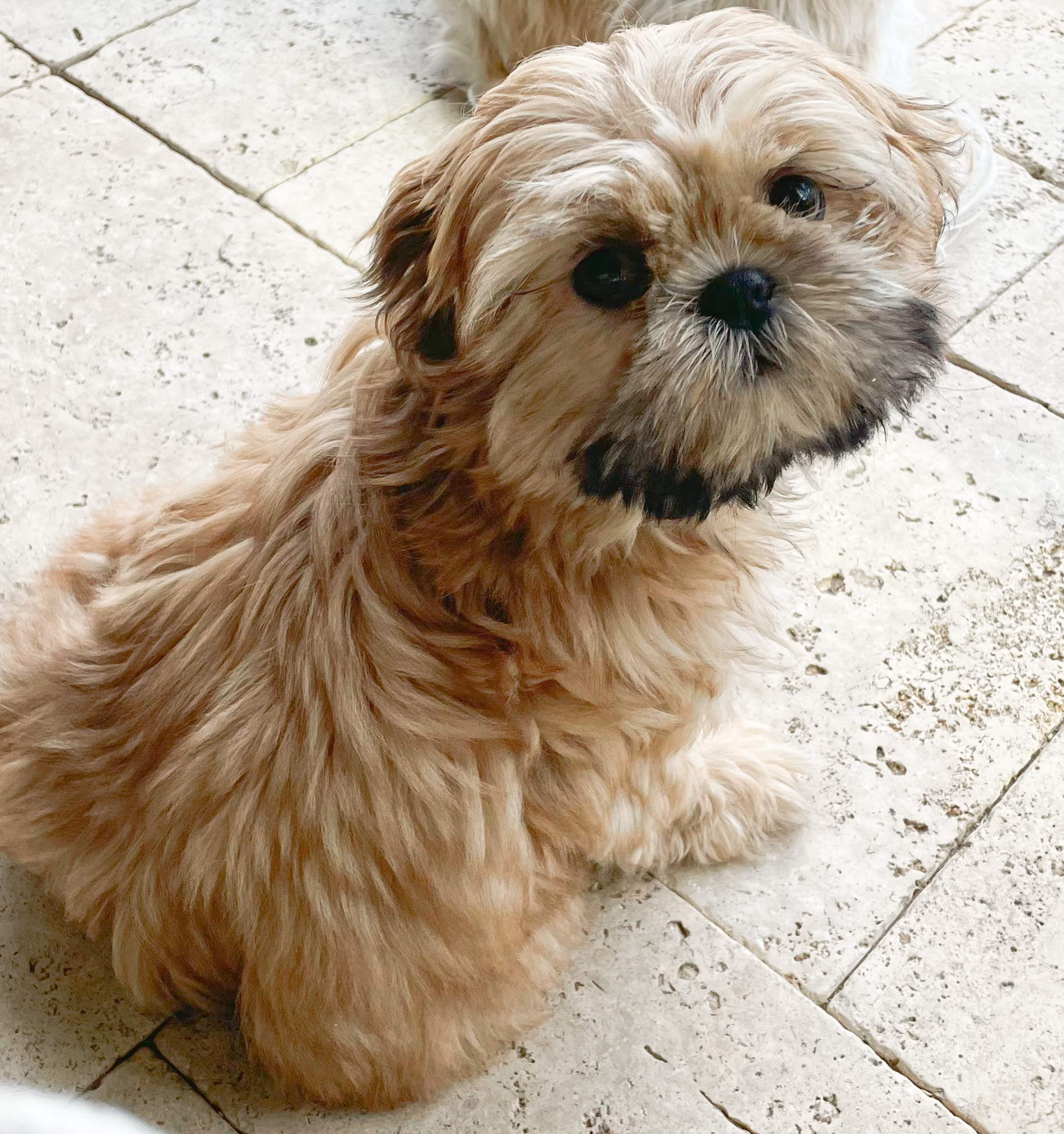 Shih Tzu Eye Care Arizona Sunrise Shih Tzus & Poos