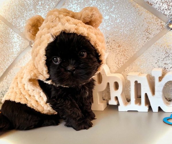 A black brindle Shih Tzu puppy in a teddybear costume.
