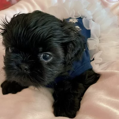 A solid black female Shih Tzu puppy wearing a blue and white dress.
