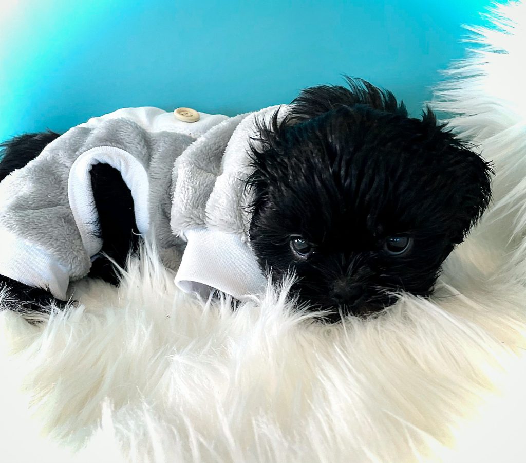 A solid black Shih Tzu puppy in pajamas resting on a white rug.