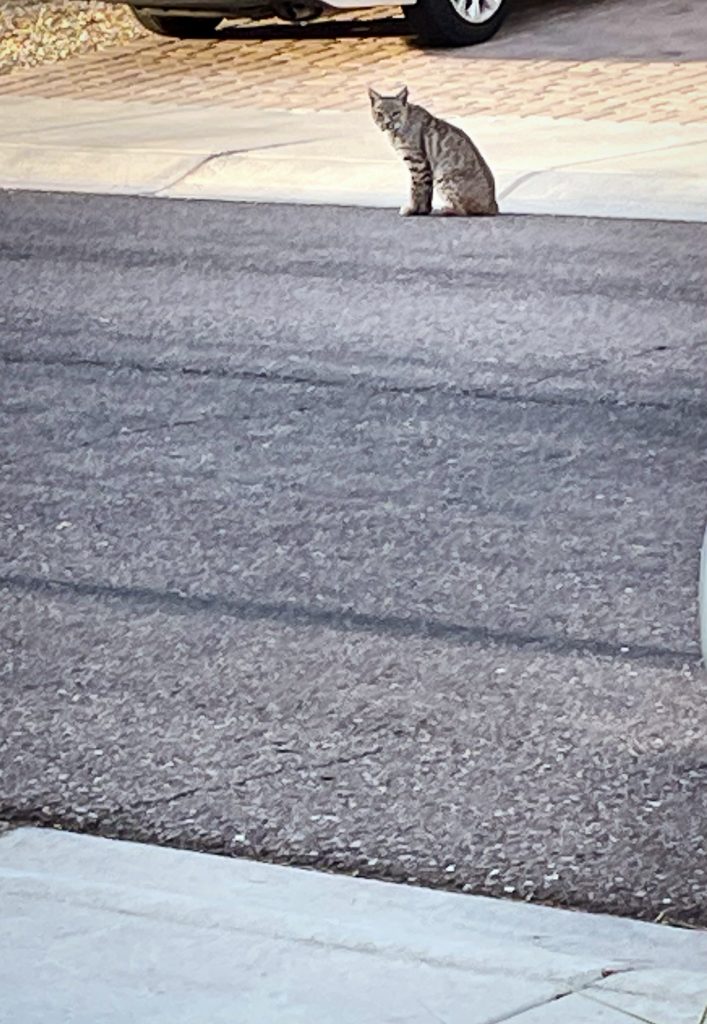 A bobcat in our front yard in our suburban neighborhood. Watch your pets!