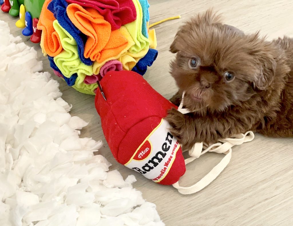 A chocolate Shih Tzu puppy keeping busy with a snuffle mat and an interactive ramen noodle toy.