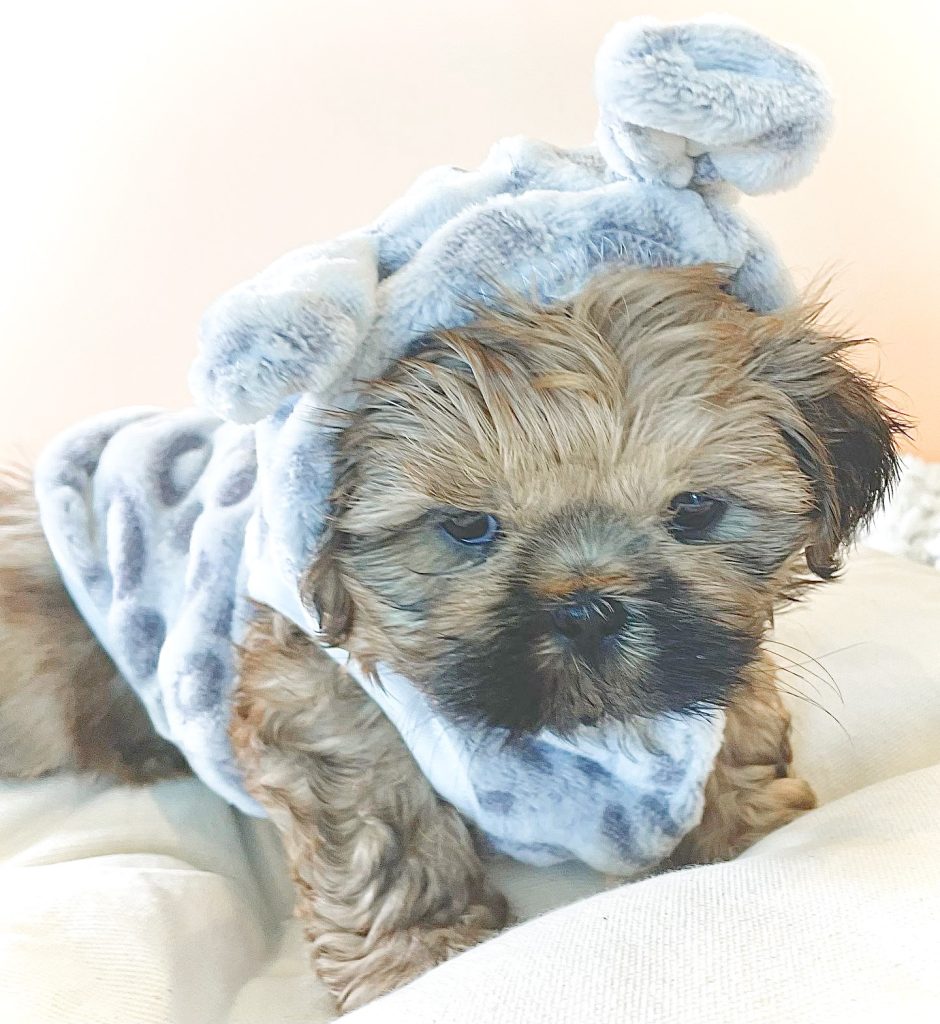 An 8 week old male Shih Tzu Puppy wearing a blue hoodie with ears.