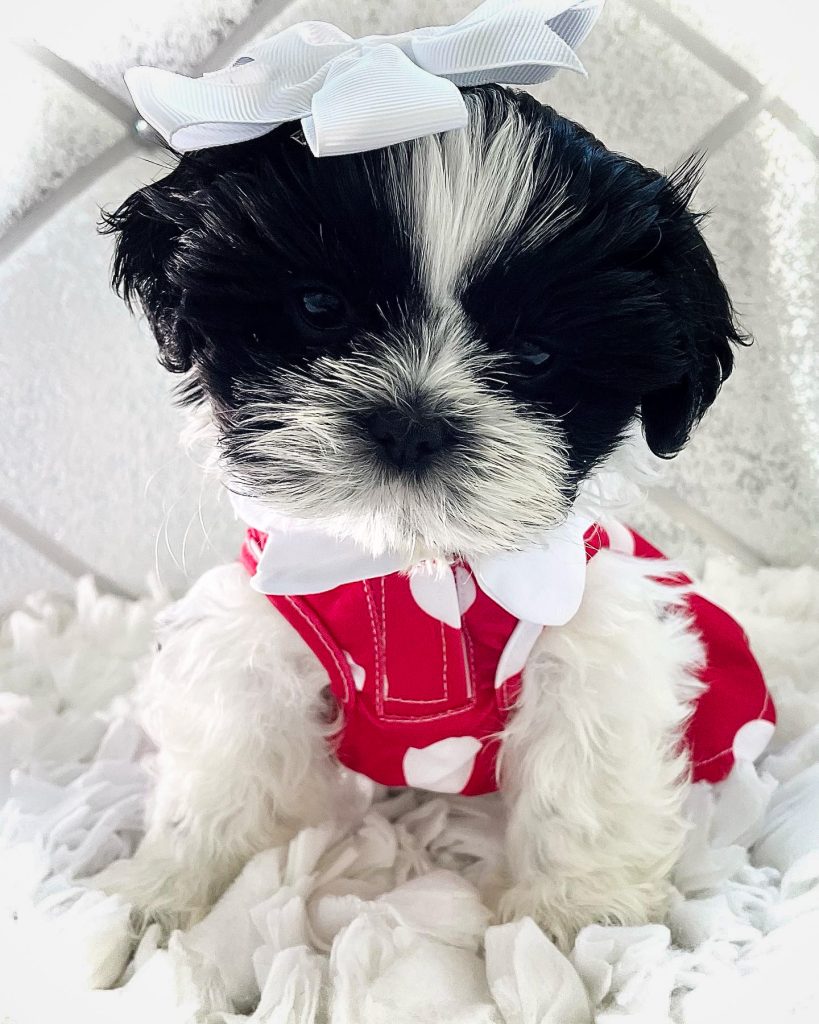 A female Shih Tzu puppy wearing a red and white dress and a big red bow after getting her hair groomed.