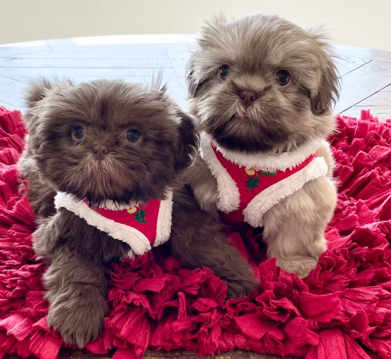 Shih Tzu Coat Colors Arizona Sunrise Shih Tzus & Poos