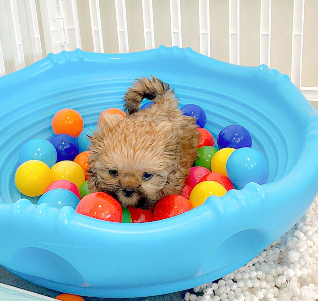 A male sable Shih Tzu puppy playing with colorful balls in a wobble disc.