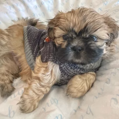 A gold purebred male Shih Tzu puppy dressed on a sweater.