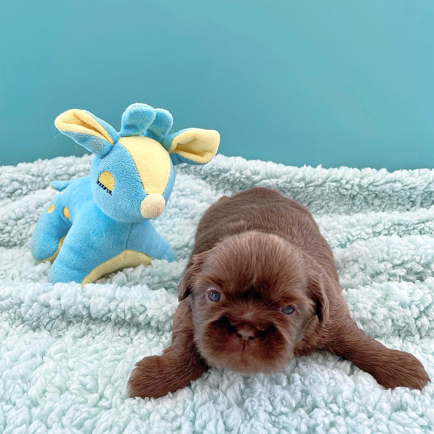 Purebred Liver Shih Tzu Puppies Arizona Sunrise Shih Tzus & Poos
