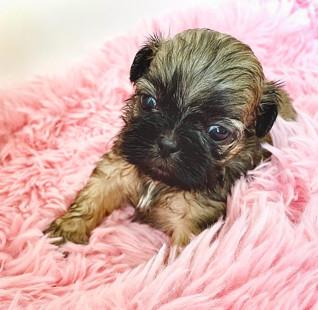 A gold female Shih Tzu puppy resting on a pink blanket.