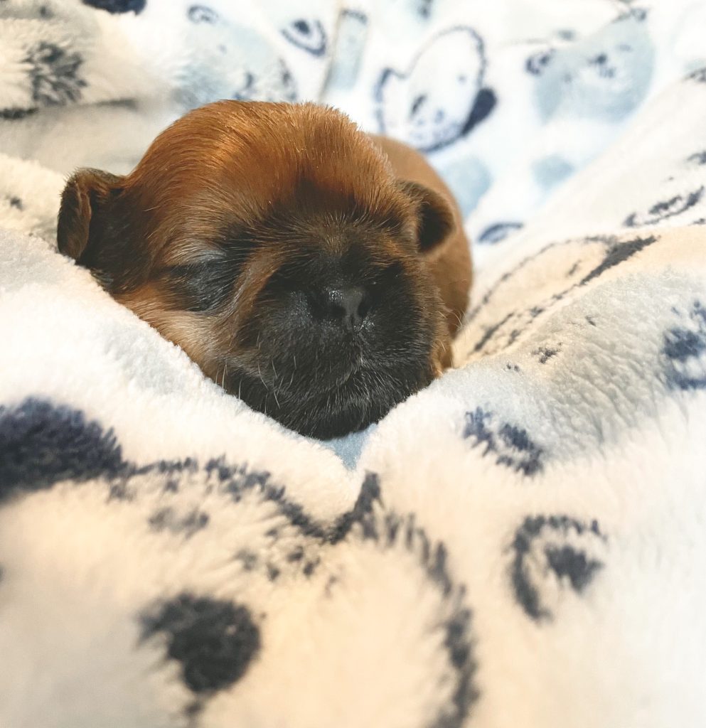 Why Is My Puppy Vomiting Arizona Sunrise Shih Tzus & Poos