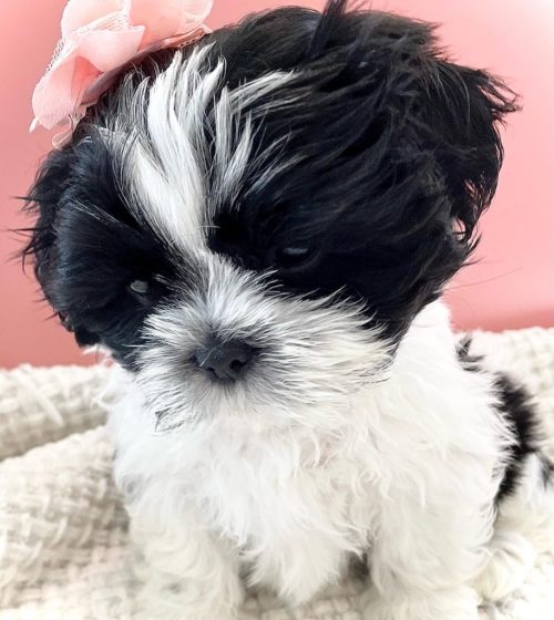 Black and white female Shih Tzu puppy 