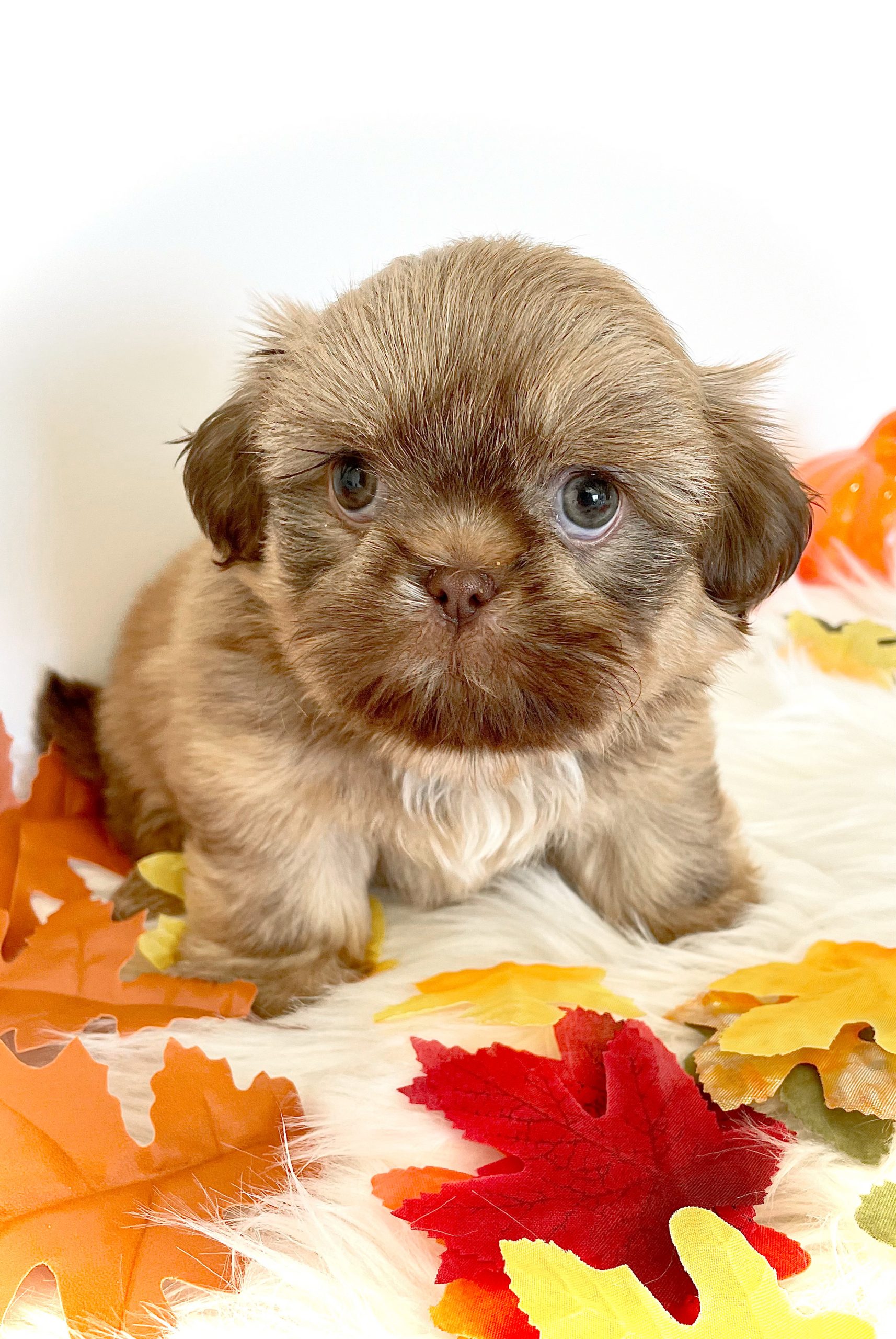 purebred liver Shih Tzu puppy sitting on a blanket full of fall leaves.