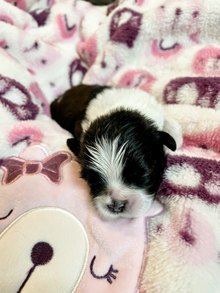 A black and white Shih Tzu puppy laying on a purple and pink teddybear blanket.