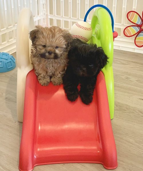 "I learned that courage was not the absence of fear, but the triumph over it." Nelson Mandela Purebred Shih Tzu Puppies