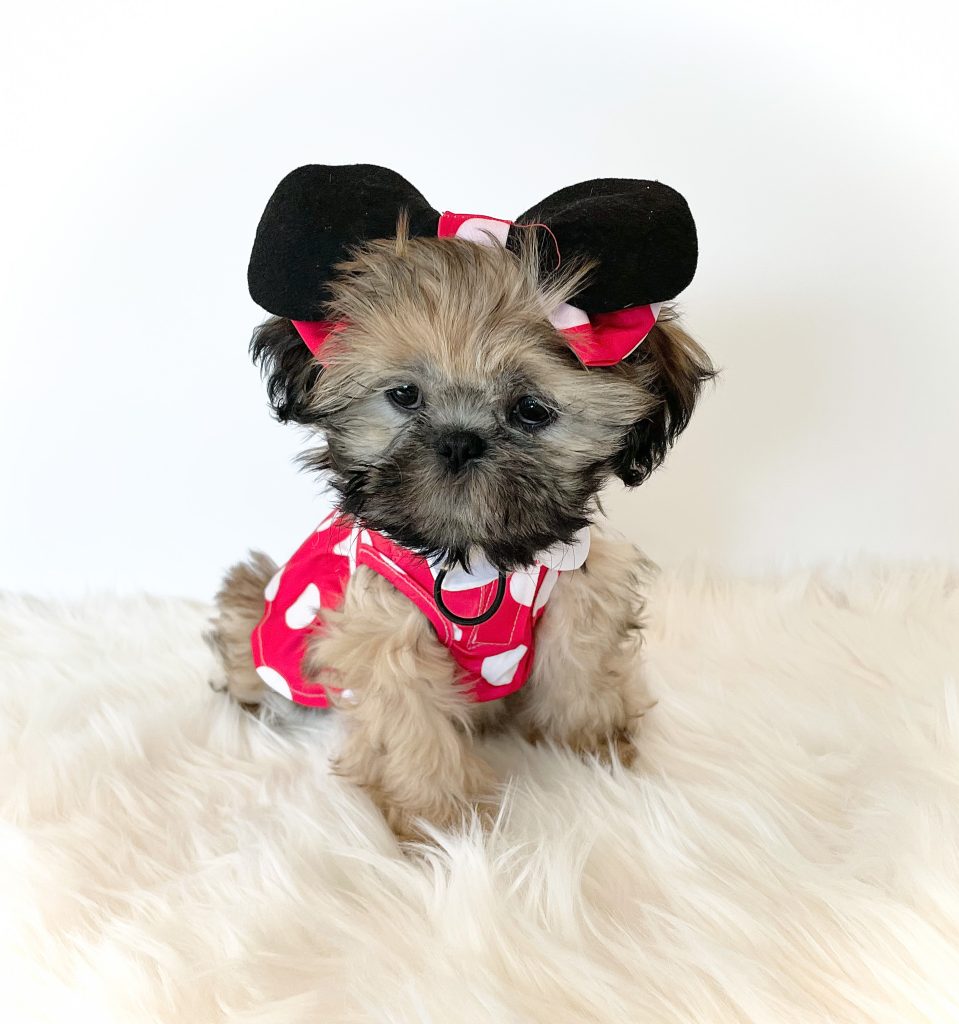 A gold female Shih Tzu puppy for sale dressed up in a red, white and black Minnie Mouse costume.