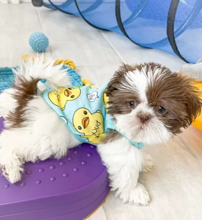 Male Shih Tzu puppy laying on a purple stepping stone.