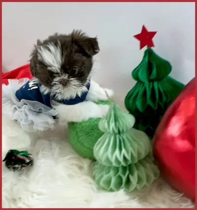 Chocolate and white female Shih Tzu puppy posing alongside Christmas decorations.
