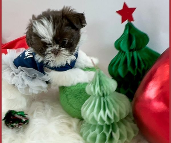 Chocolate and white female Shih Tzu puppy posing alongside Christmas decorations.