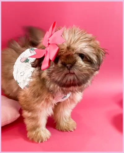 Female gold-liver Shih Tzu puppy.