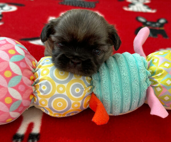 Female gold Shih Tzu puppy napping on a caterpillar toy.