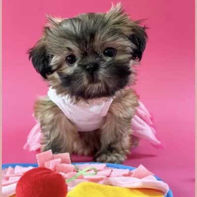 Female Shih Tzu puppy posing in a dress.