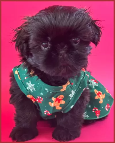 Black female Shih tzu puppy dressed up for Christmas.