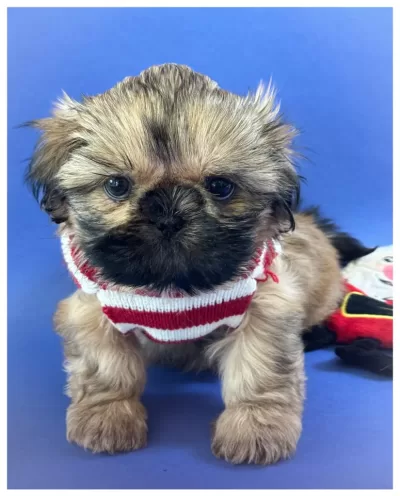 Sable male Shih Tzu puppy dressed up for Christmas.