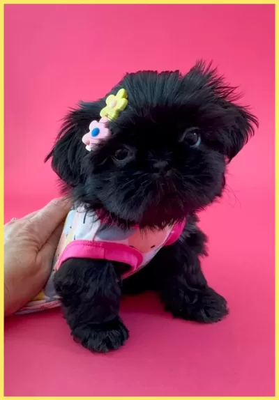 Black Shih Tzu Puppy Black female Shih Tzu puppy wearing a flower barrette and a dress.