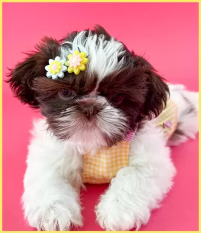 Chocolate and White Shih Tzu Brown and white Shih Tzu puppy wearing a yellow flower barrette and a yellow and white dress.
