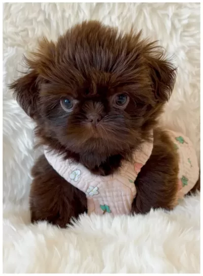 Chocolate Shih Tzu Puppy Chocolate female Shih Tzu puppy wearing a pink dress.