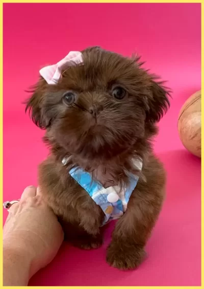 Liver Shih Tzu Liver Shih Tzu puppy wearing a dress and a pink bow.