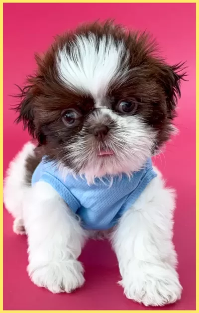 Shih Tzu Puppy Liver and white Shih Tzu puppy dressed up in a blue shirt.