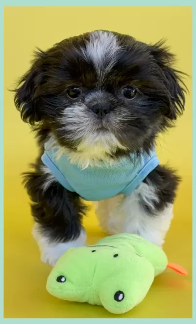 Black and White Shih Tzu Black and white male Shih Tzu puppy.