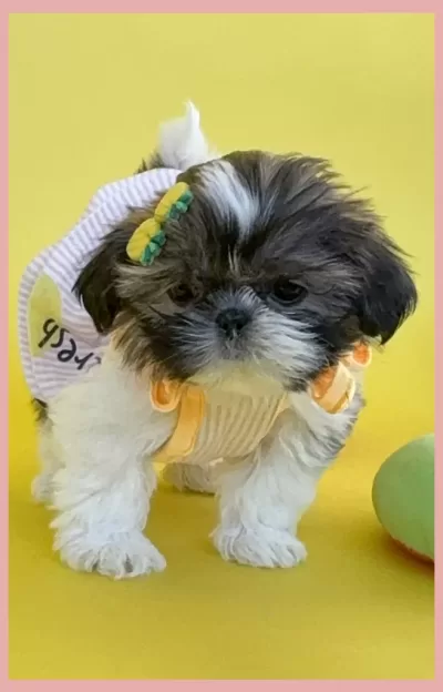Gold and White Shih Tzu Gold and white Shih Tzu puppy in a dress.