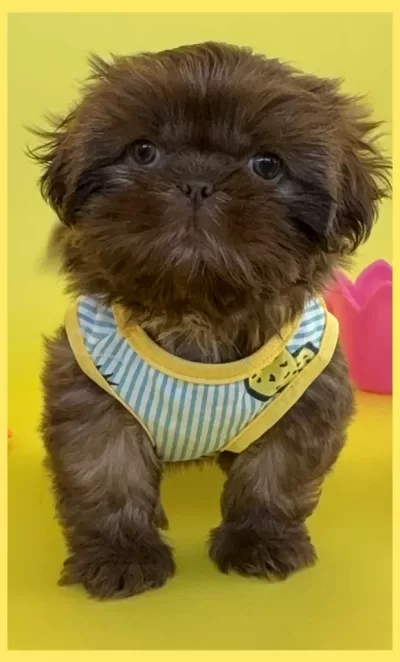 Liver Puppy Brindle Liver Shih Tzu puppy.