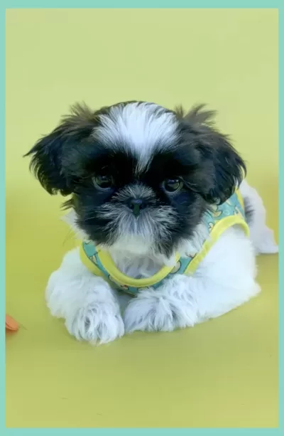 Shih Tzu Puppy Black and white male Shih Tzu puppy.