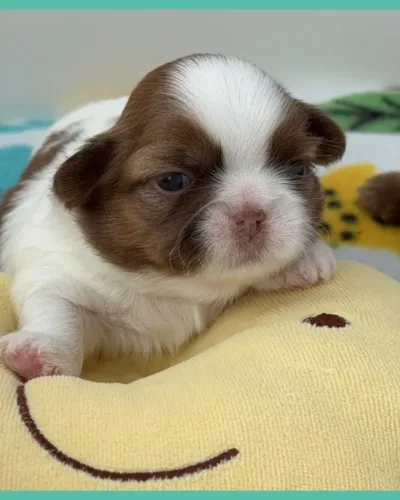 Capri Newborn gold and white Shih Tzu Puppy.